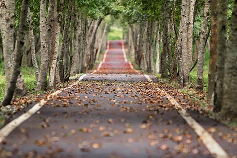 pic of path in woods - choosing your path